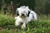 TERRIER DU TIBET 156